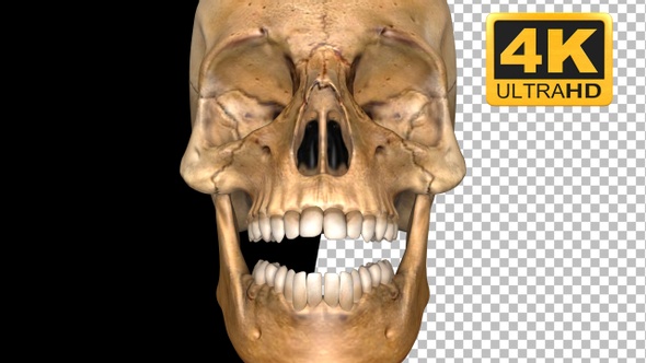Skull of Skeleton