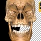 Skull of Skeleton - VideoHive Item for Sale
