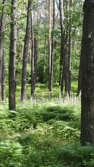 Vertical Video of a Forest with Trees