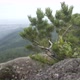Close Up of Needles on Branch of Coniferous Tree on Rock - VideoHive Item for Sale