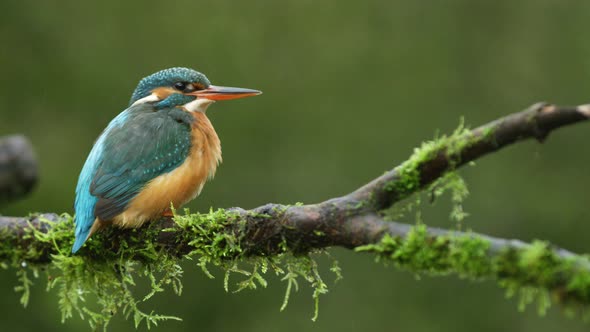 A common Kingfisher, Alcedo atthis species, shakes its body to splash out the water. Close up, slowm