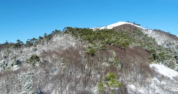 Andes Mountains Araucaria Araucania Forest Flying Over Mountaintop Aerial View