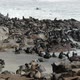 One of the Largest Colonies of Fur Seals in the World - VideoHive Item for Sale