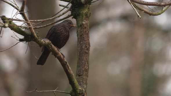 Close Up of Female Blackbird Perched on a Branch Hunting During Autumn