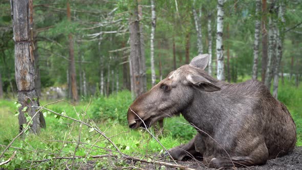 Nordic Elk cow laying on ground chewing and relaxing inside forest - Another elk walking behind - Cl