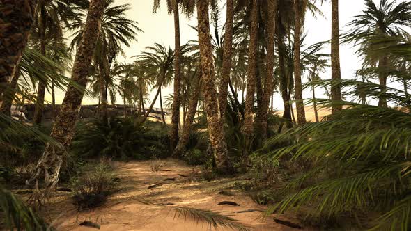 Palm Trees in the Sahara Desert