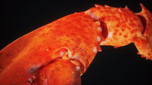 Lobster Claw in Macro