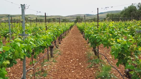 Wineyard with Grape Rows