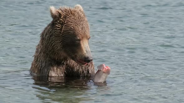 Brown Bear Eating Salmon