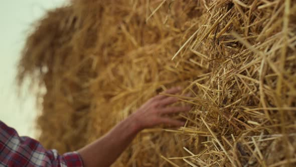 Hand Touching Straw Stack at Stubble Farmland