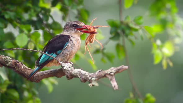 Brown hooded Kingfisher in Kruger National park, South Africa