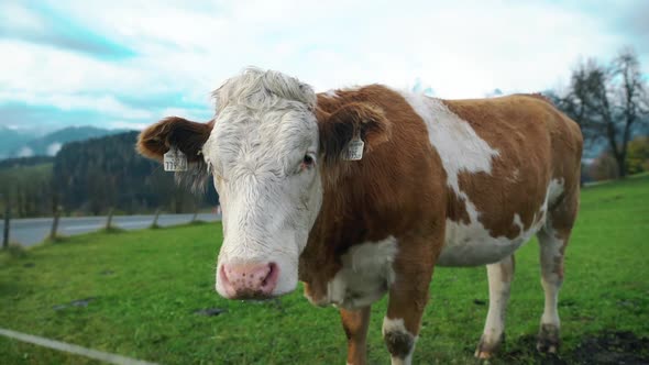 Cow and Bull in the Mountains