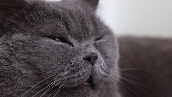 Portrait of Lying Gray Cat with Orange Eyes Closeup