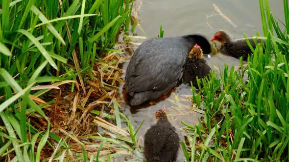 Mother coot feeding her chicks
