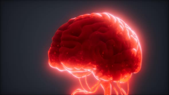Animated Model of Human Brain alt