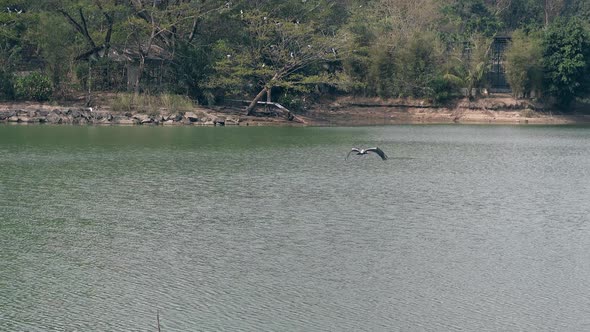 Beautiful Storks Fly Fast Above Big Lake Among Thick Trees