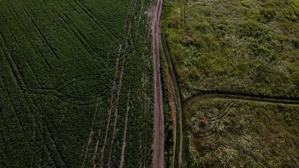 Aerial View of Beet Rows Field in Agricultural Landscape in Ukraine Harvest Sugar Beet