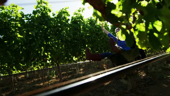 Man carrying woman in wheelbarrow through vineyard