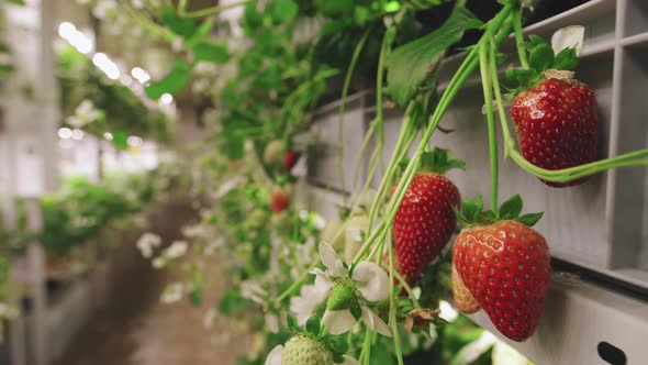 Strawberries Growing In Greenhouse