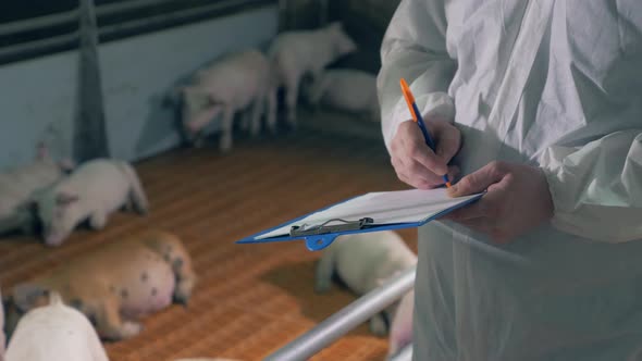 Agricultural Worker Is Making Notes About the Pigs