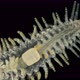 a Sea Ciliary Worm of the Syllidae Family Under a Microscope, Differs in Others By the Presence  - VideoHive Item for Sale