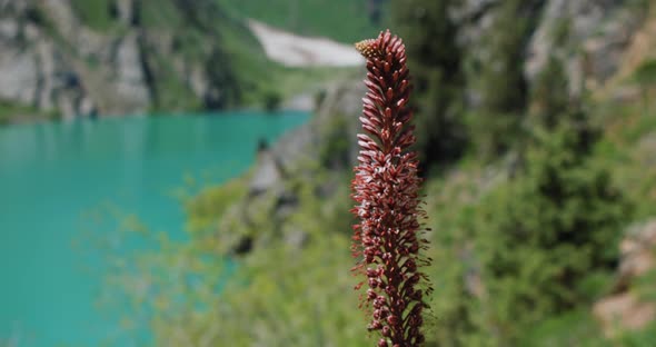 Flower Eremurus and Mountain Lake Urungach. Located in Uzbekistan, Central Asia. 4 out of 10
