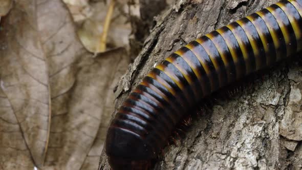 Extreme close up of an African Strap Millipede crawling on some bark.