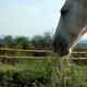 The Head of a White Horse Close-up Chewing Hay. - VideoHive Item for Sale