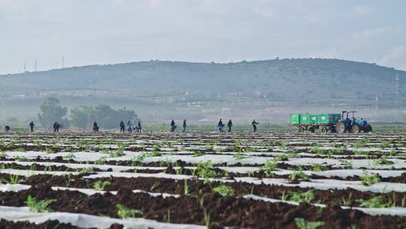 Farm workers planting watermelon plants in a field