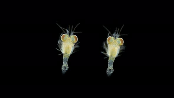 Crustacea Mysida Idiomysis Sp