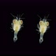 Crustacea Mysida Idiomysis Sp - VideoHive Item for Sale