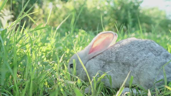 Cute Fluffy Light Gray Domestic Rabbit with Big Mustaches and Ears on a Green Juicy Meadow Grazes on