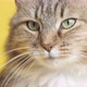 cute cat lying on studio background - VideoHive Item for Sale