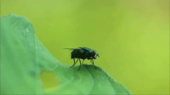black fly footage. fly insects hd videos.