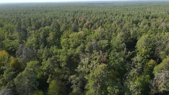 Aerial View of Trees in the Forest. Ukraine