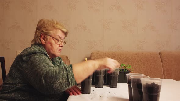 A Woman Gardener Rearranges Pots with Humus for Planting Tomato Seedlings