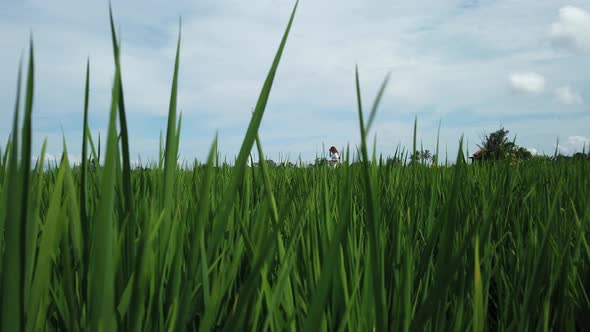 Romantic love story man and pregnant wife walk with hold hands in rice fields nature Bali Indonesia