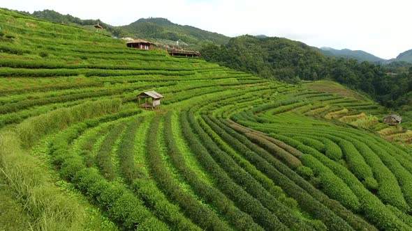 Aerial view of tea plantation terrace on mountain.