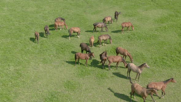 Horses Is Grazed on a Green Meadow