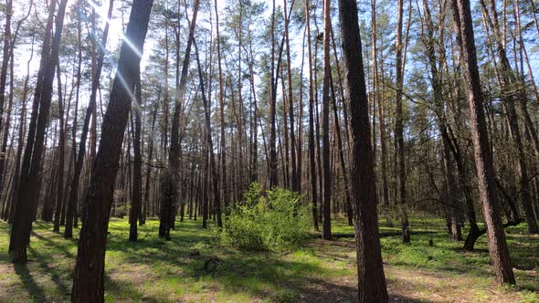 Walking Through the Forest with Pine Trees During the Day POV Slow Motion