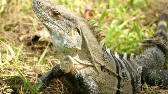 A dangerous looking iguana standing still with it´s head reared being watchful