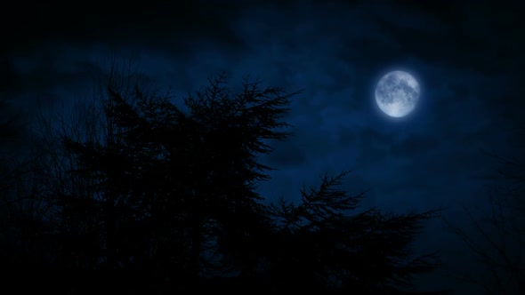 Full Moon Above Spiky Tree In The Dark