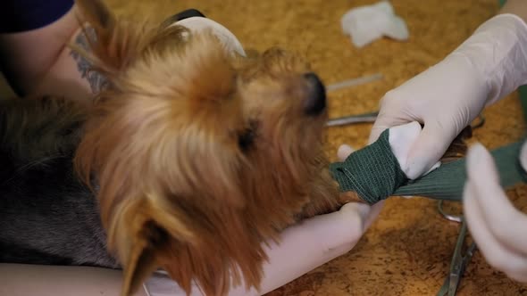 The Vet Bandages the Wound on the Dog's Paw. Treatment Dogs.