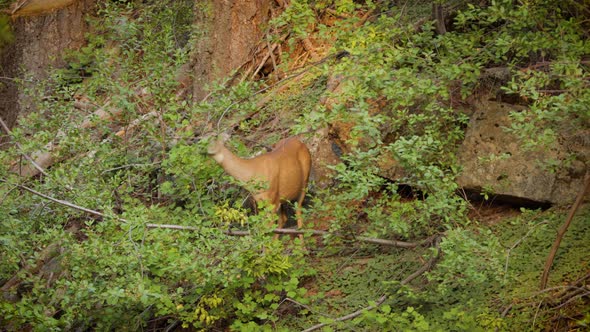 Mule Deer grazing in the forest in Kings Canyon National Park