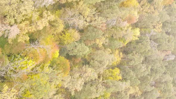 Vertical Video of an Autumn Forest During the Day in Ukraine