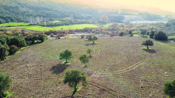 Mediterranean Landscape Drone Slowly Flying Through Olive Trees Beautiful Nature View of Green Grove