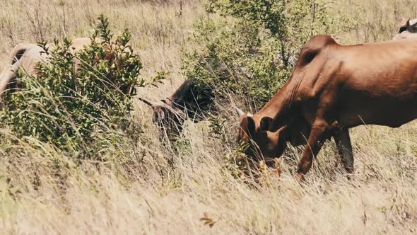 Herd of African Humpback Cows Walking at the Side of the Asphalt Road Zanzibar