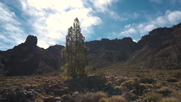 Very Beautiful Pine Tree in the National Park in the Teide National Park on the Island of Tenerife