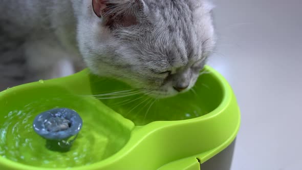 Cute Scottish Cat Drinking Water From Fountain