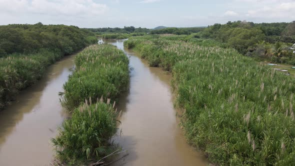 Tall reed plants growing along the shore line of a tropical river in Puntarenas, Costa Rica. Wide an